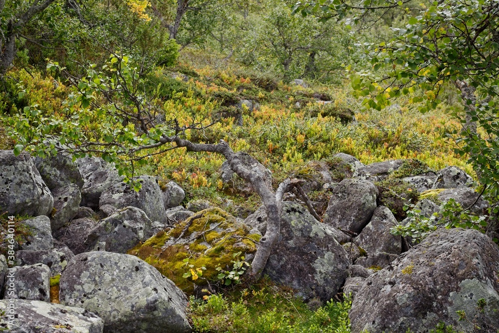 Lofsdalen, Sweden. A twisted tree among mountain stones.