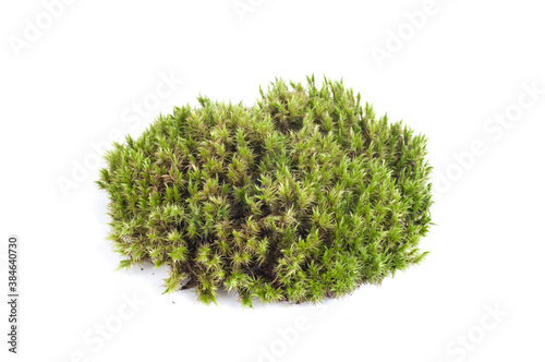 sphagnum moss, top view, isolated on white photo