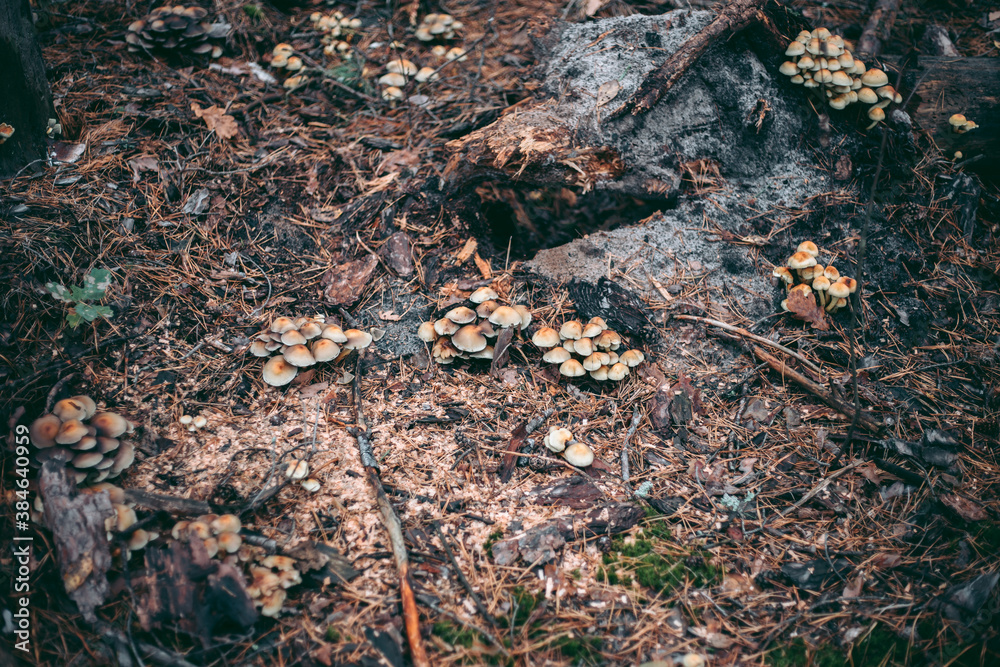 Mushroom close-up in autumn forest in grass Mushroom close-up in autumn forest in grass