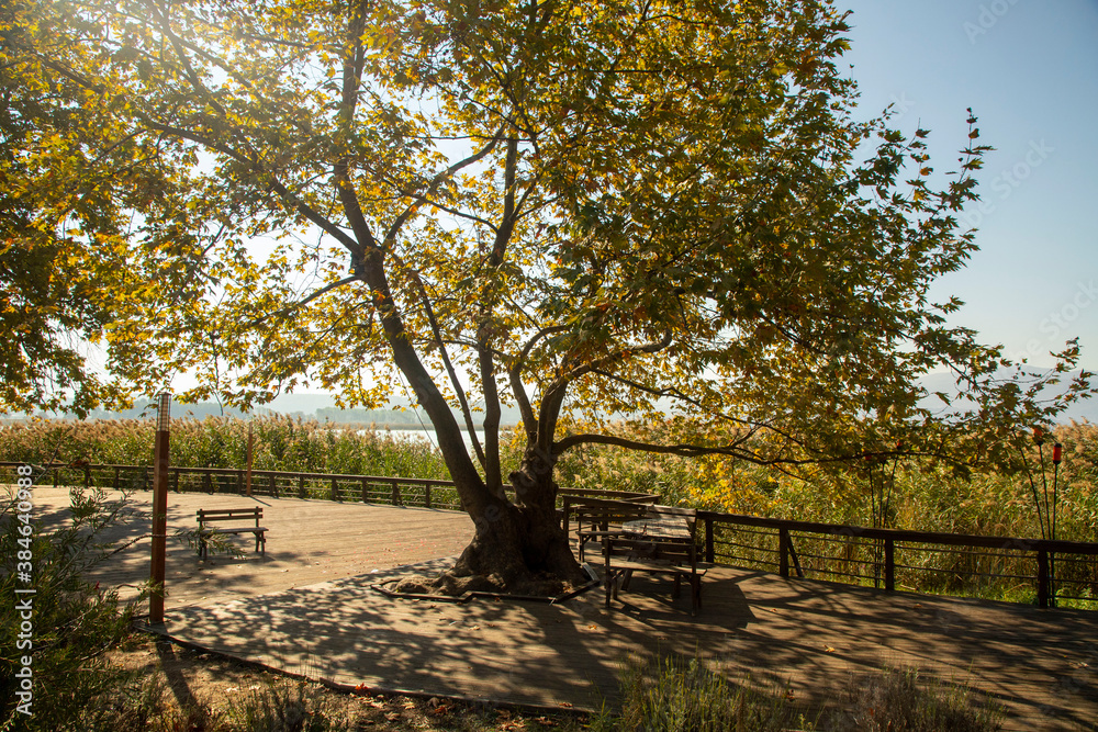 Fototapeta premium Romantic wooden walkway in trees by the lake
