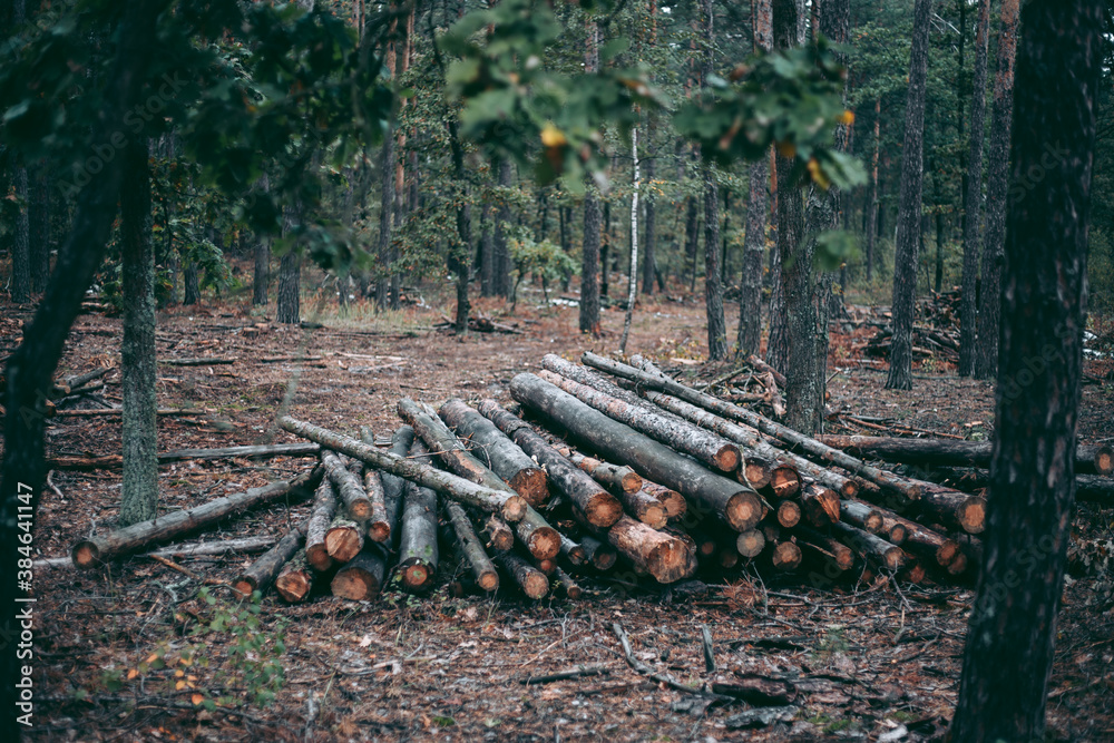 Illegal felling of forest and trees in a wildlife park Illegal felling of forest and trees in a wildlife park