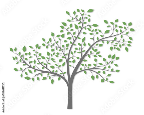 Fototapeta Naklejka Na Ścianę i Meble -  A tree with branches green leaves and a light shadow on a white background