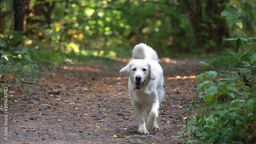 A white dog runs along the path during the day. Retriever walks in the woods. Summer, early autumn.