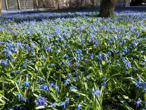 spring blue flowers in the garden