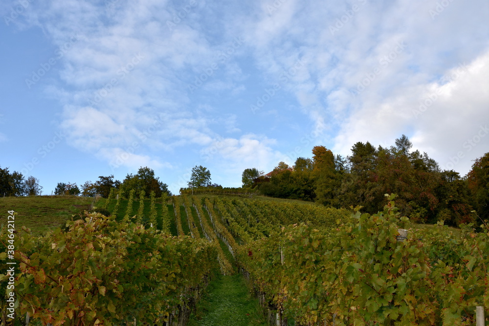 Detail of an autumn vineyard on a sunny hill slope in town Weinfelden, canton Thurgau in Switzerland. The sun is reflecting in yellow golden leaves of vines with blue sky and cirrus clouds above.