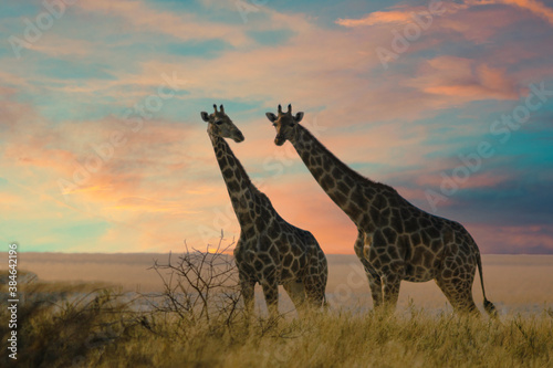 Two giraffes in Etosha National Park, Namibia.