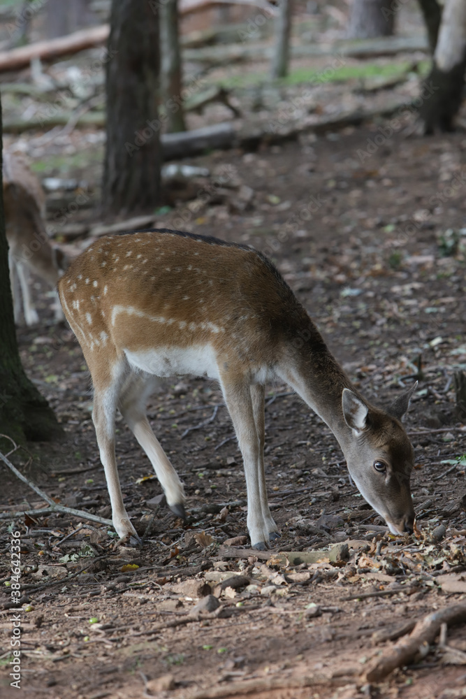 Damhirsch (Dama dama) im Wildgehege Damhirsch (Dama dama) im Wildgehege