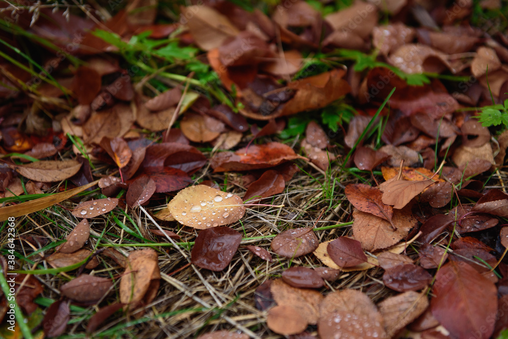 The autumn leaves The autumn leaves