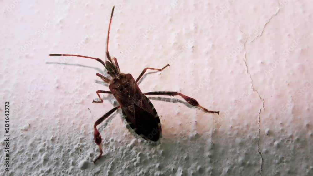 Small Beetle Climbs Up a Perpendicular Cement Wall Small Beetle Climbs Up a Perpendicular Cement Wall