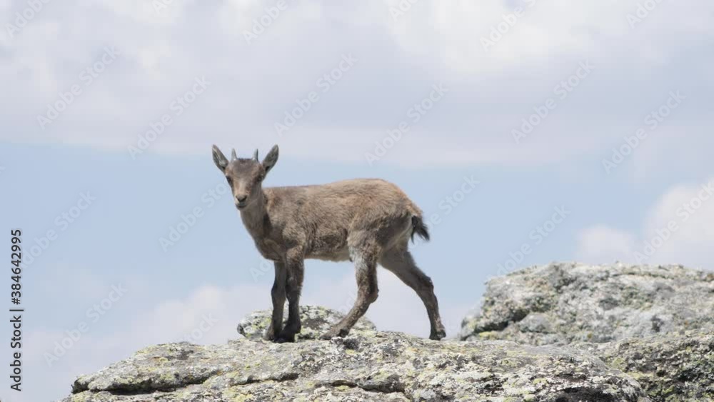 P.N. de Guadarrama, Madrid, Spain. Young wild mountain goat standing on a rock. P.N. de Guadarrama, Madrid, Spain. Young wild mountain goat standing on a rock.