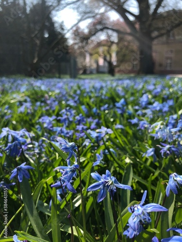 spring blue flowers in the garden
