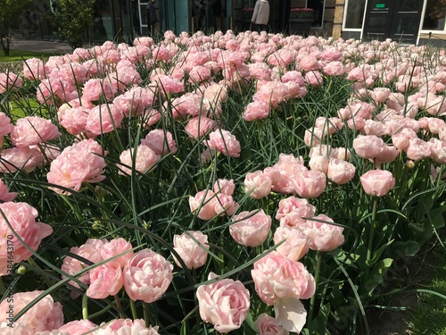 pink tulips in the garden