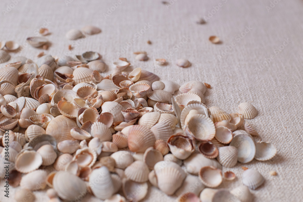 shells on the fabric