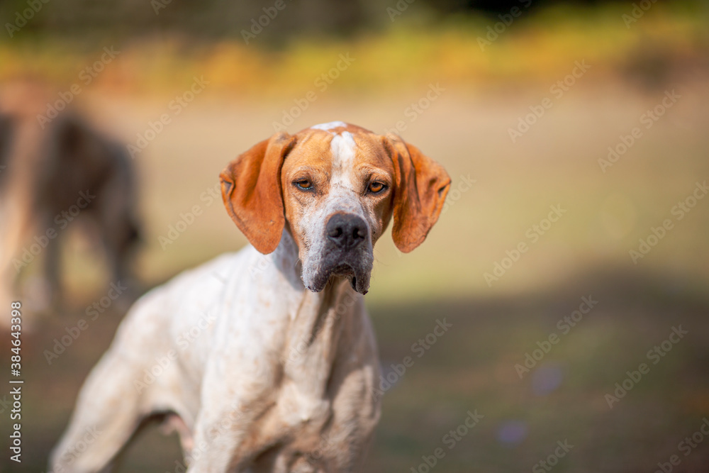 Portrait of a pointer dog looking to the camera and it is focused, autumn season in a forest