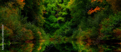 Fototapeta Naklejka Na Ścianę i Meble -  Beautiful forest by the water.