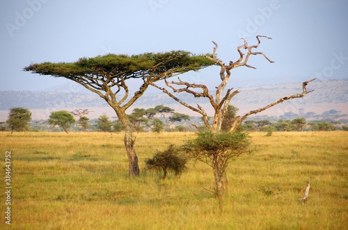 Landscape in the Serengeti park in Tanzania