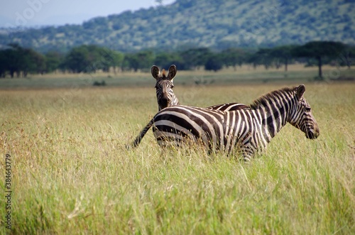 Zebras in the Serengeti park in Tanzania