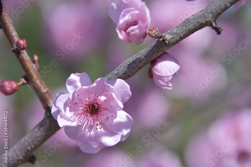 Pink Cherry Blossom ,Spring time photo