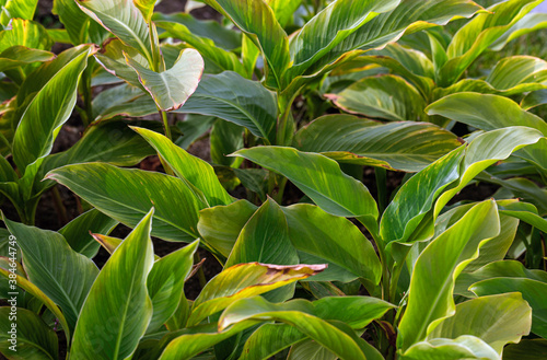 natural background of leaves of light green color