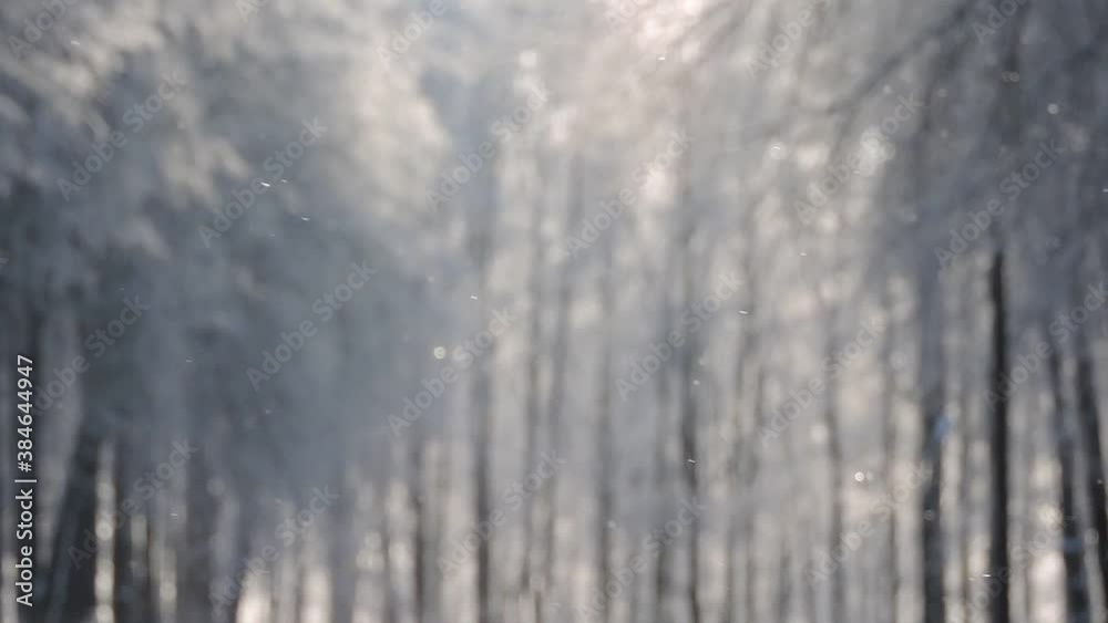 Snowfall in winter in the forest, snowy christmas morning, Christmas trees are covered with snow during a snowfall Snowfall in winter in the forest, snowy christmas morning, Christmas trees are covered with snow during a snowfall