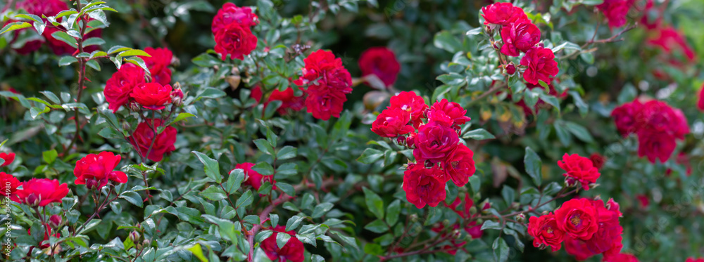 hot red roses in the garden, close-up, selective focus
