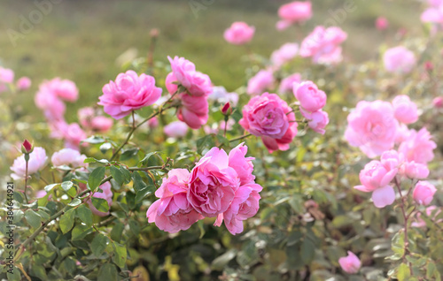 Wallpaper Mural close-up of a pale pink rose in a Park, selective focus Torontodigital.ca