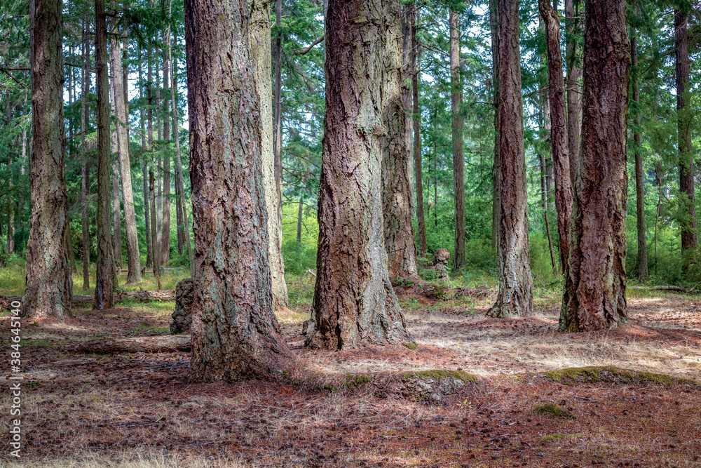 Rathtrevor Beach forest Parksville BC Rathtrevor Beach forest Parksville BC
