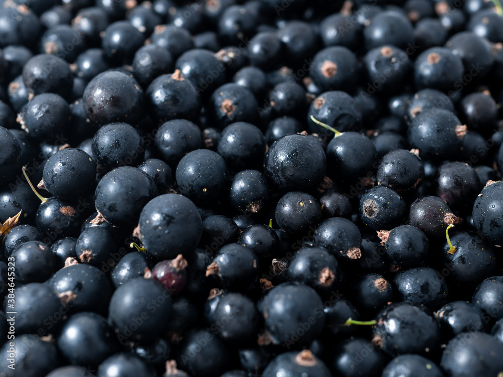 Fresh ripe black currant. Summer vitamins close up Fresh ripe black currant. Summer vitamins close up
