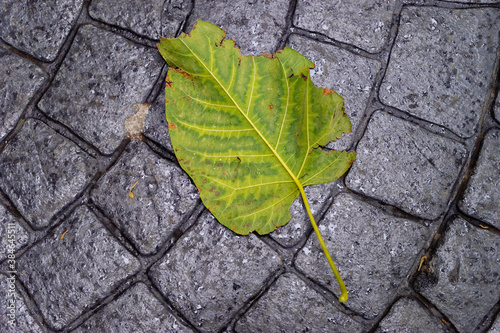 Huge paulownia green leaf fallen on the stone pavement as a symbol for autumn.