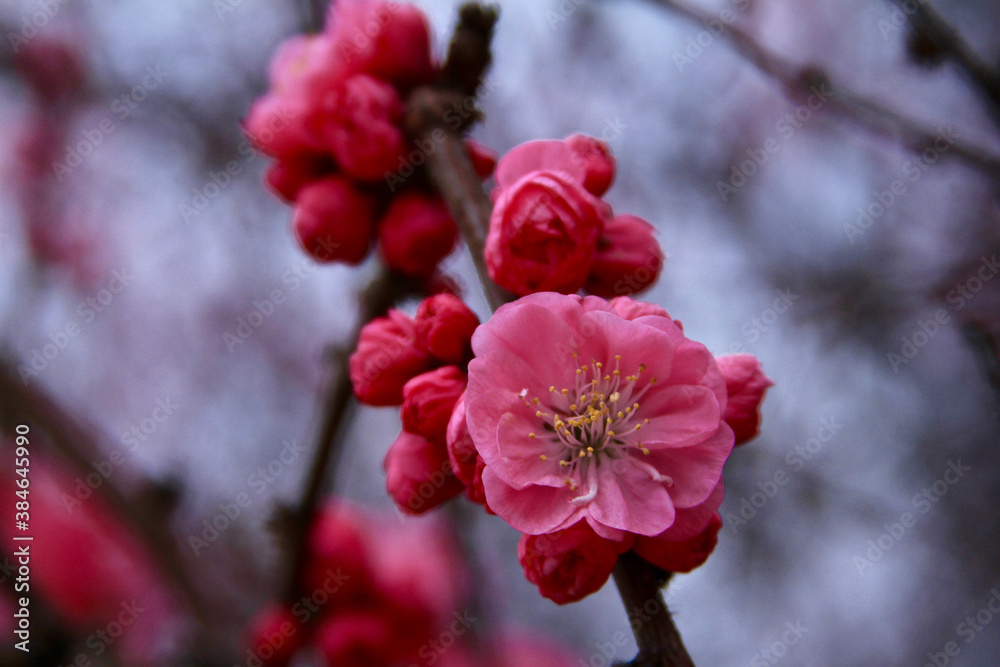 Apricot blossom Cherry Peach Blossom flowering pink flowers close up background