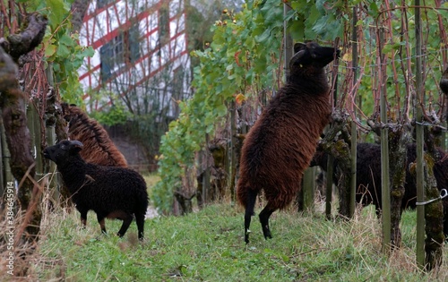A flock of brown sheep grazing a vineyard in autumn. Some of them are standing on the hind legs to reach the leaves of the vines. Photo taken in town Weinfelden, canton Thurgau in Switzerland. photo