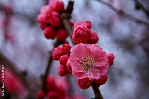 Apricot blossom Cherry Peach Blossom flowering pink flowers close up background