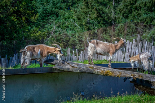 Goats on a roof in Coombs Vancouver Island BC photo