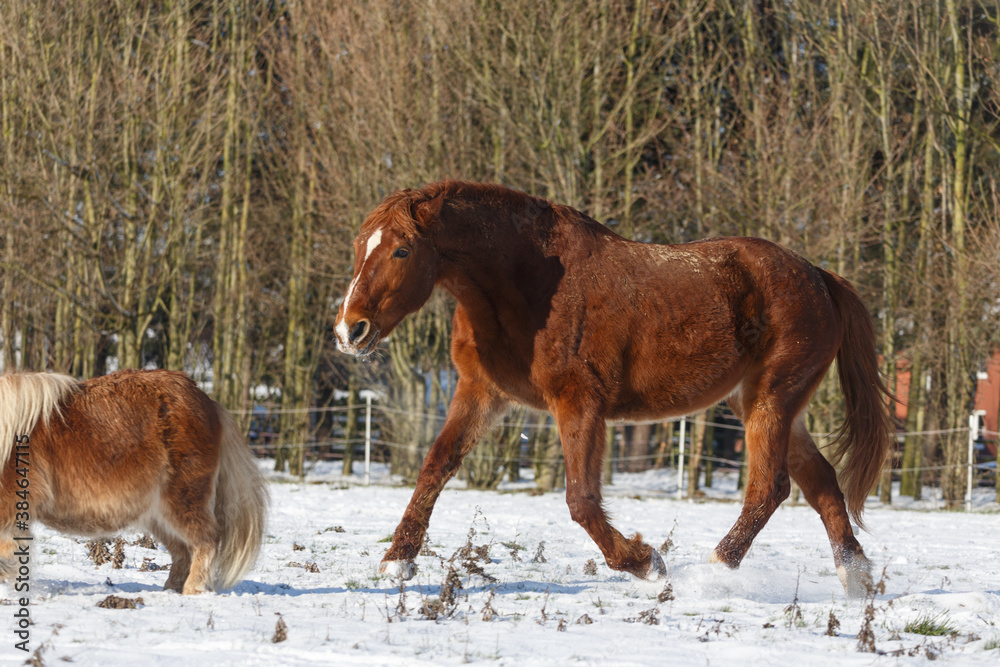 Obraz premium Pferd läuft im Schnee