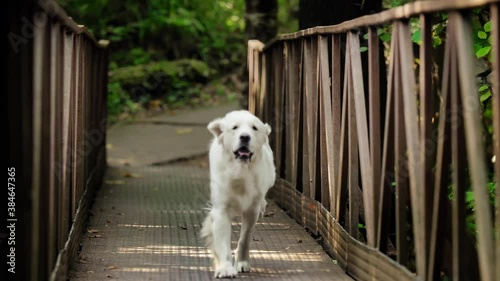 White dog breed Golden Retriever and bridge. Abandoned iron bridge in the woods. The dog runs, looks, listens to the command.