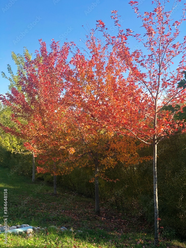 Naklejka premium autumn in the park