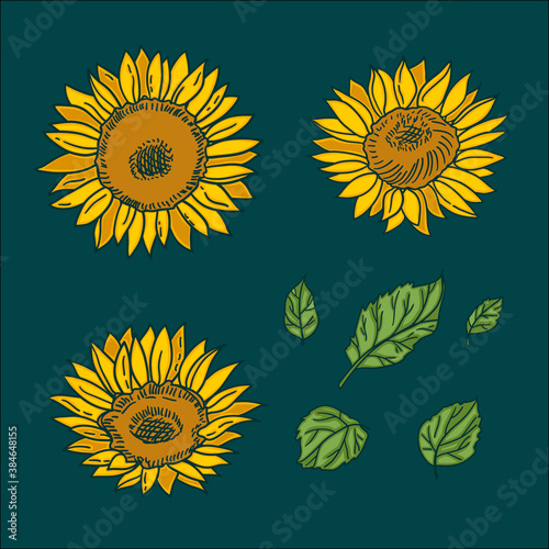 Vector isolated handdrawn sunflowers and leaves