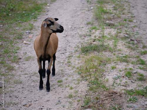 Samotna owca na ścieżce © Micha