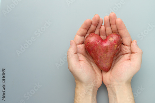 Fototapeta Naklejka Na Ścianę i Meble -  Pink heart-shaped potatoes in the hands of a man on a gray background. Copy space