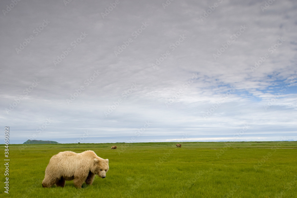 Obraz premium Grizzly Bear, Hallo Bay, Katmai National Park, Alaska