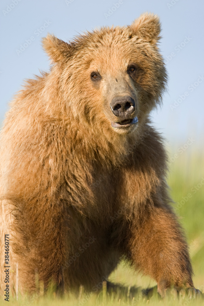 Grizzly Bear, Hallo Bay, Katmai National Park, Alaska Grizzly Bear, Hallo Bay, Katmai National Park, Alaska