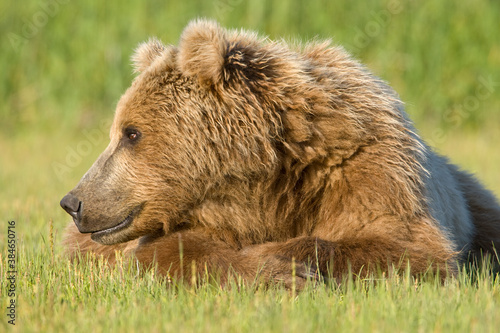 Wallpaper Mural Grizzly Bear, Hallo Bay, Katmai National Park, Alaska Torontodigital.ca