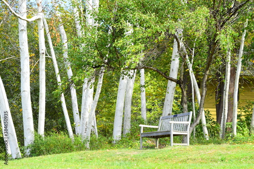 park bench and birch trees