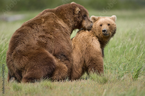 Grizzly Bears Mating, Katmai National Park, Alaska