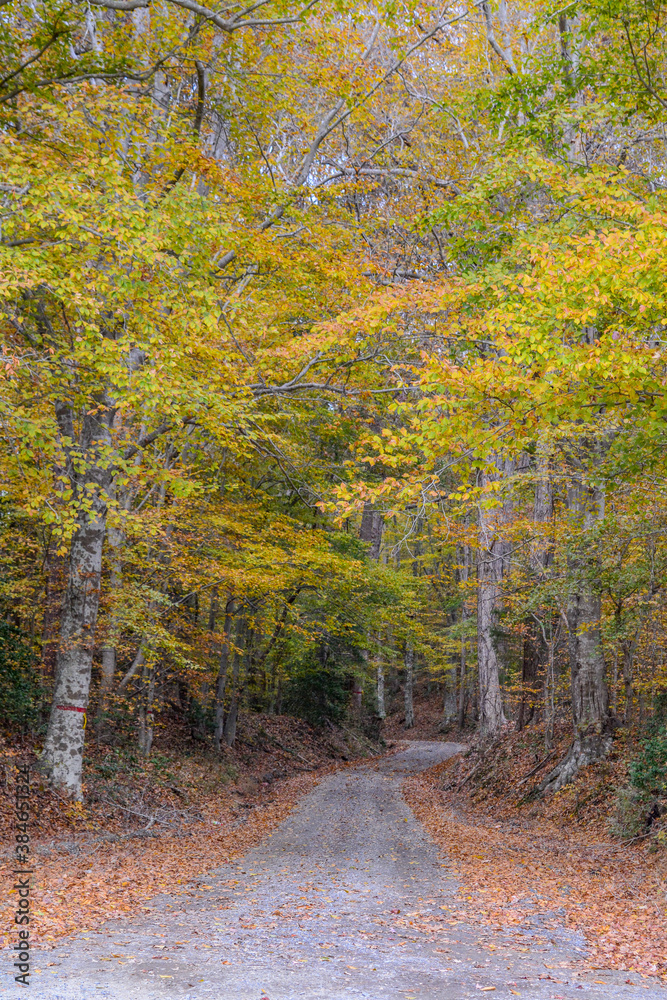 Obraz premium path in autumn fall woods