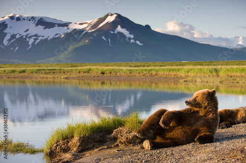 Grizzly Bear, Katmai National Park, Alaska photo