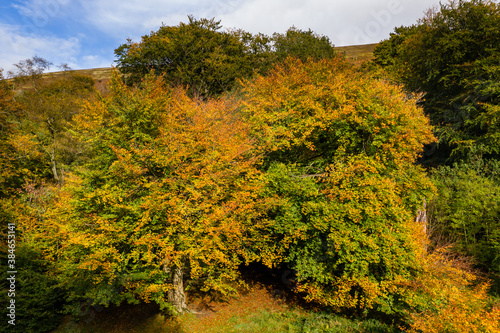 Fototapeta Naklejka Na Ścianę i Meble -  Aerial view of autumn colours