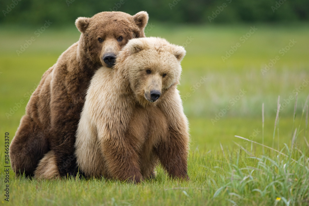 Grizzly Bears Mating, Katmai National Park, Alaska Grizzly Bears Mating, Katmai National Park, Alaska