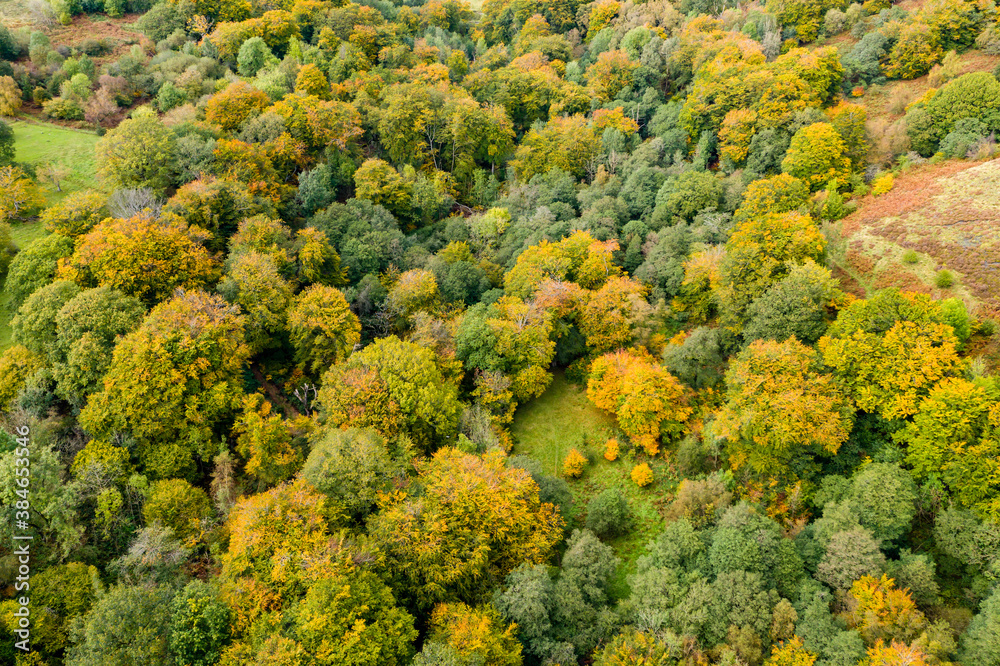 Naklejka premium Aerial view of autumn colours