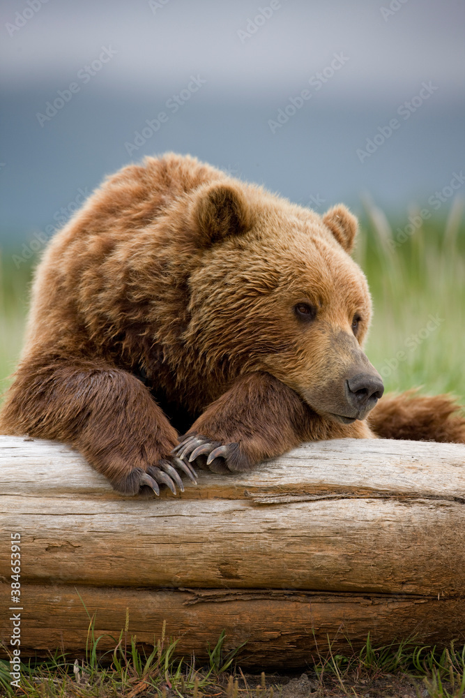 Grizzly Bear, Hallo Bay, Katmai National Park, Alaska